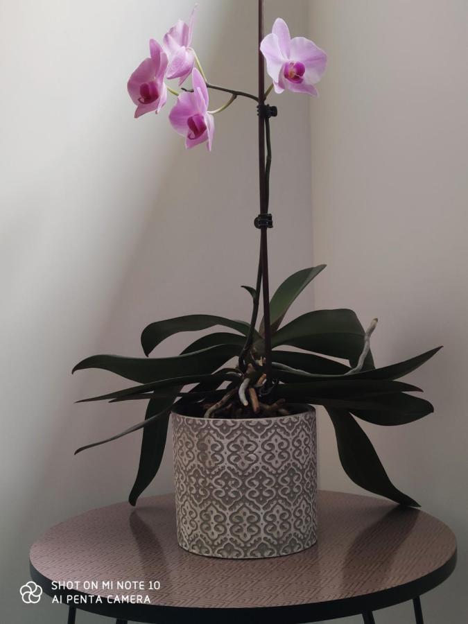 Chambre D'Hotes Du Muguet Avec Sdb Privative 르망 외부 사진